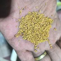 بذر یونجه (تخم علف)محلی ایرانشهر