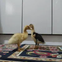 جوجه اردک سرحال