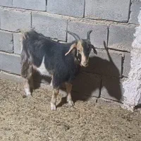 کهره نر|حیوانات مزرعه|شیراز, شاهچراغ|دیوار