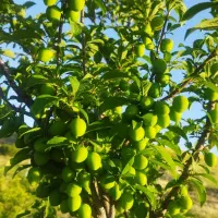 باغ 1500متری،معاوضه با خودرو|فروش زمین و ملک کلنگی|کارزان, |دیوار