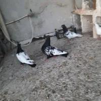 کبوتر سینه|پرنده|آشخانه, |دیوار