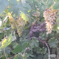 انگور عسگری شیرین