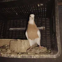 طوقی زرد جوجه نری