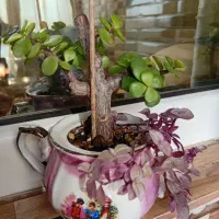 گیاه بونسای|گل و گیاه طبیعی|قائم‌شهر, |دیوار