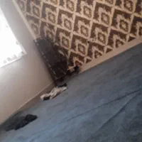 موکت ضخیم پالاز اصلی