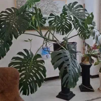 خدمات حرفه‌ای گل وگیاه برای منزل، شرکت و روف گاردن