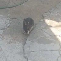 دوعدد خرگوش کاملا سالم