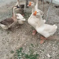 غاز و قوغاز
