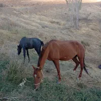 مادیا وکره مادیان قیمت45