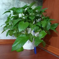 گل های زیبا