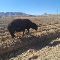 بره قوچ|حیوانات مزرعه|داران, |دیوار