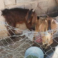 دو عدد بز شیری