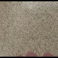 برنج چمپا کامفیروز