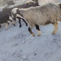 میش آبستن داشتی|حیوانات مزرعه|جره و بالاده, |دیوار