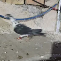 کبوتر|پرنده|کوار, |دیوار