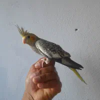 جوجه عروس هلندی سرلاکی|پرنده|قشم, |دیوار