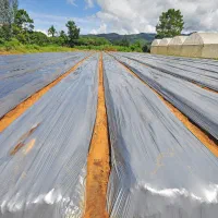 پلاستیک (مالچ)|خدمات باغبانی و درختکاری|رفسنجان, |دیوار