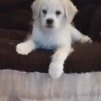 اشپیتز کراس چهار ماهه شناسنامه دار دو تومن