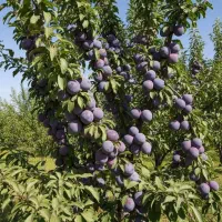 نهــال انجیر سیاه تقاضای بالا در بازار خشک و تازه|خدمات باغبانی و درختکاری|ارشق, |دیوار