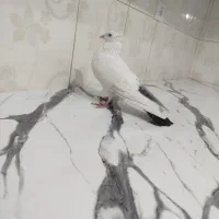 کفتر شهرستانی