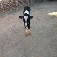 گوساله 30روزه شیری