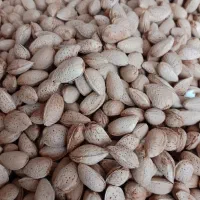بادام مرغوب امسال مامایی. ربیعی.پوست نازک.تلخ|خدمات باغبانی و درختکاری|اصفهان, برازنده|دیوار