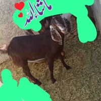 گوسفند ، بز