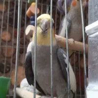 عروس هلندی نر سخنگو