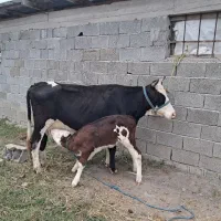 گاو و و گوساله سیمینتال عروسک