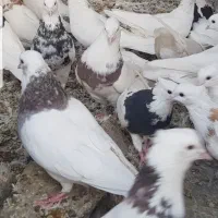 کبوتر طوقی|پرنده|بافق, |دیوار