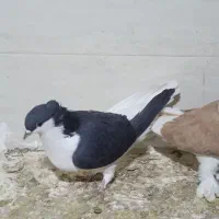 اسباب بازی الکی|حیوانات|تربت‌حیدریه, کوی شهید احمدزاده ملکی|دیوار