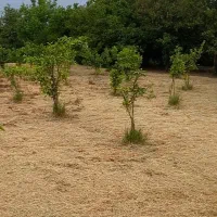 خدمات باغ|خدمات باغبانی و درختکاری|ساری, |دیوار