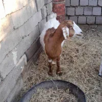 بز پاکستانی دوقلو زا|حیوانات مزرعه|راور, |دیوار