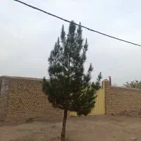 زمین-چهار-دیواری-به-متراژ-1000