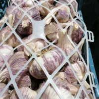 سیربذری|خوردنی و آشامیدنی|شیراز, شهرک نیروی انتظامی|دیوار