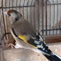 سهره دورگ ۳عدد|پرنده|شیراز, نصر|دیوار