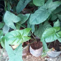 گلهای زیبای اپارتمانی|گل و گیاه طبیعی|مسجد سلیمان, |دیوار