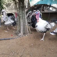 فروش بوقلمون نر