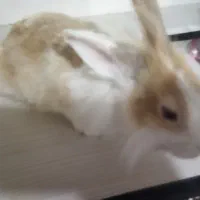 خرگوش|موش و خرگوش|تهران, جوادیه تهرانپارس|دیوار