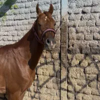 عرب دو سر صورت دار|اسب و تجهیزات اسبسواری|قزوین, |دیوار