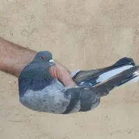 کبوتر پرشی|پرنده|ری, سیزده آبان|دیوار