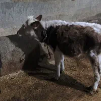 شش تا گوساله نر سیمتال|حیوانات مزرعه|لاجان, |دیوار