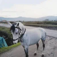 فروش  اسب نریان میزان خوش استیل