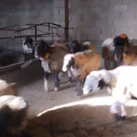 میش|حیوانات مزرعه|شهرضا, |دیوار