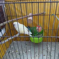 یه جفت طوطی برزیلی شرط