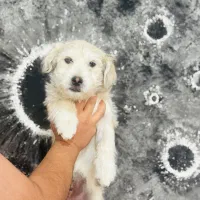 واگذاری پیکینیز تریر ۴ماهه سایز ریز