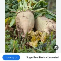 چغندر قند ورسمی