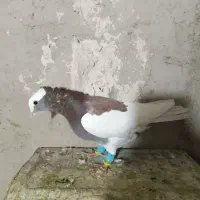 طوق|پرنده|مرودشت, نقش رستم|دیوار