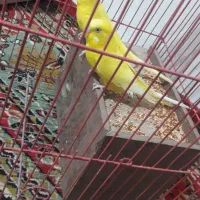 مرغ عشق مولدتک رنگ