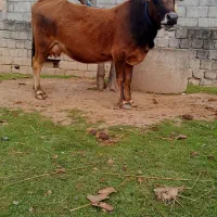 گاو با گوساله لوکس|حیوانات مزرعه|رشت, حمیدیان|دیوار